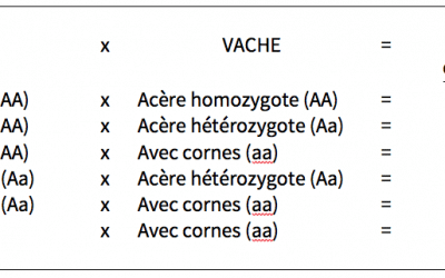 Une question qui en soulève bien d’autres …  avec ou sans cornes ?