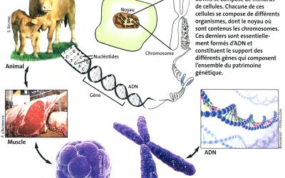 Démystifions la génomique!