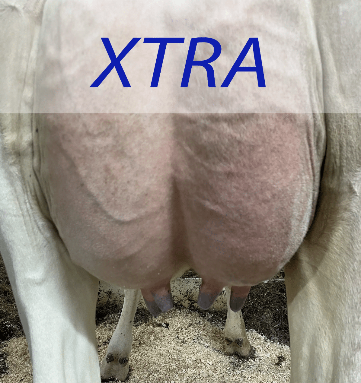 Xtra