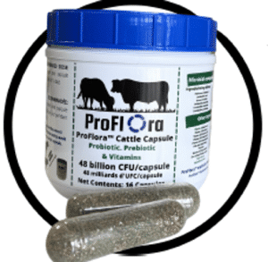 Bolus à vaches Proflora (16)